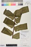 多生菜蕨藏品圖，第1張