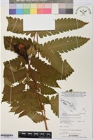 登錄號:P019923藏品圖，第1張