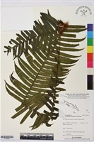 登錄號:P019924藏品圖，第1張