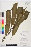 登錄號:P019927藏品圖，第1張