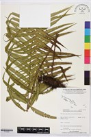 登錄號:P019928藏品圖，第1張