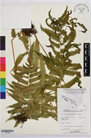 野小毛蕨藏品圖，第1張