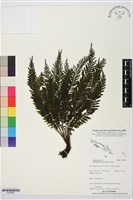 登錄號:P019932藏品圖，第1張