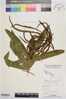 登錄號:P019934藏品圖，第1張