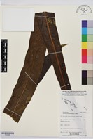 登錄號:P019935藏品圖，第1張