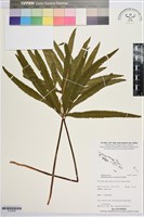 錫蘭七指蕨藏品圖，第1張