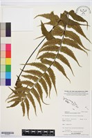 登錄號:P019937藏品圖，第1張