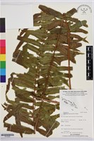 長葉腎蕨藏品圖，第1張