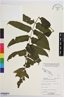 登錄號:P019939藏品圖，第1張