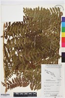 登錄號:P019941藏品圖，第1張