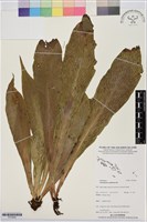 水芋葉車前、美葉車前蕨藏品圖，第1張