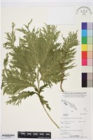 登錄號:P019943藏品圖，第1張