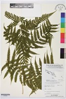 登錄號:P019944藏品圖，第1張