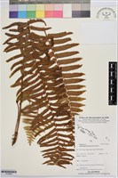 毛葉腎蕨藏品圖，第1張