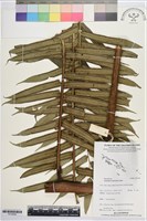 登錄號:P019948藏品圖，第1張