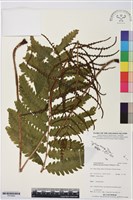 登錄號:P019949藏品圖，第1張