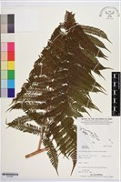 登錄號:P019951藏品圖，第1張