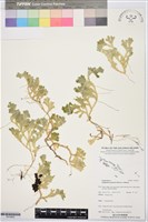 登錄號:P019952藏品圖，第1張