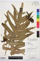 登錄號:P019953藏品圖，第1張