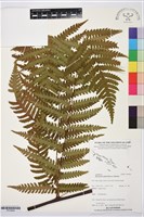 登錄號:P019954藏品圖，第1張