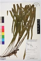 登錄號:P019955藏品圖，第1張