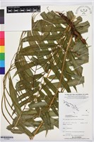 登錄號:P019956藏品圖，第1張