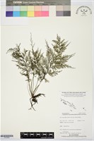 登錄號:P019959藏品圖，第1張