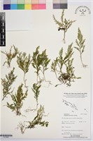 登錄號:P019960藏品圖，第1張