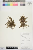 登錄號:P019962藏品圖，第1張