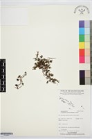 團扇蕨藏品圖，第1張