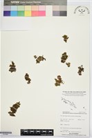 登錄號:P019964藏品圖，第1張