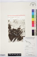 登錄號:P019965藏品圖，第1張