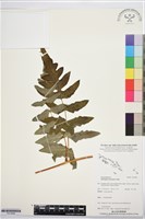 登錄號:P019968藏品圖，第1張