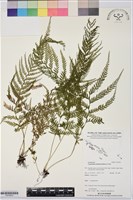 登錄號:P019970藏品圖，第1張