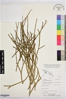 垂枝松葉蕨藏品圖，第1張