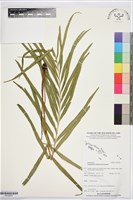 登錄號:P019974藏品圖，第1張