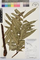 登錄號:P019975藏品圖，第1張