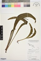 登錄號:P019976藏品圖，第1張