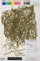 過山龍藏品圖，第1張