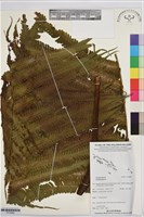 登錄號:P019982藏品圖，第1張