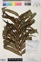 登錄號:P019983藏品圖，第1張