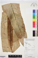 臺灣山蘇花藏品圖，第1張