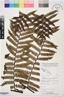 登錄號:P019987藏品圖，第1張