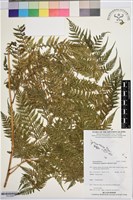 登錄號:P019989藏品圖，第1張