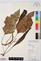 登錄號:P019992藏品圖，第1張