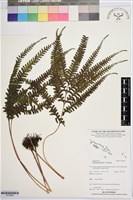 登錄號:P019993藏品圖，第1張