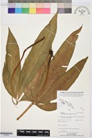 登錄號:P019994藏品圖，第1張