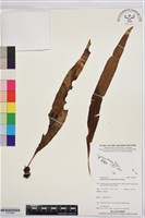 登錄號:P019996藏品圖，第1張