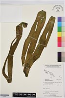 帶狀瓶爾小草藏品圖，第1張