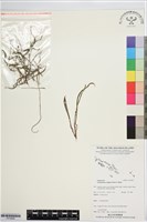 莎草蕨藏品圖，第1張